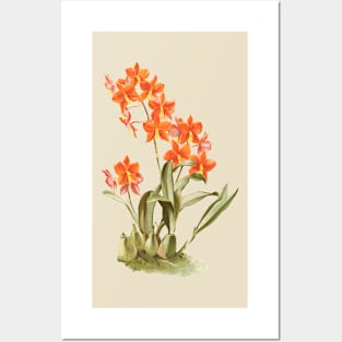 Impressive Orange Manuelitos Orchid Posters and Art